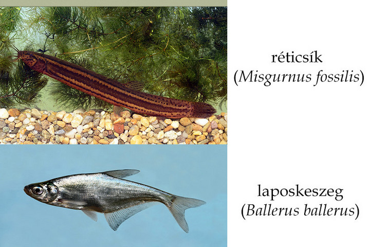 Fotó: Facebook/Magyar Haltani Társaság - Hungarian Ichthyological Society Az Év hala: jön a szavazás