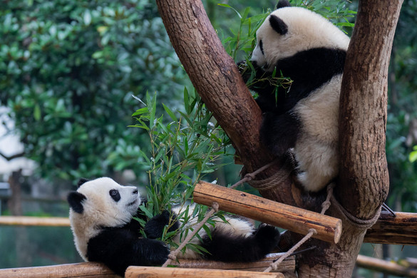 Újabb pandákat küldene Kína az Egyesült Államoknak a barátság jeleként