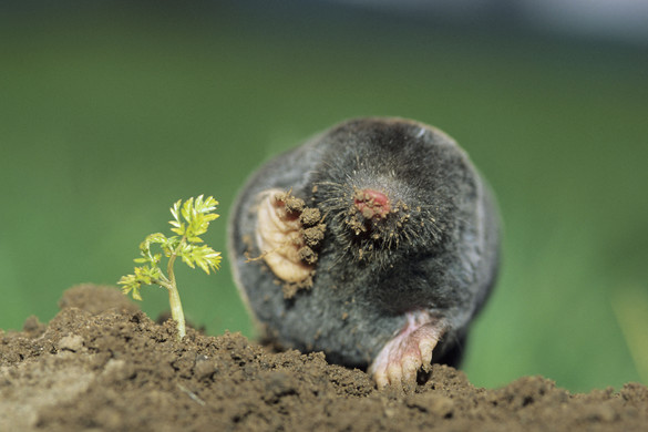 Hogy űzzük el a kertünkből a vakondot?