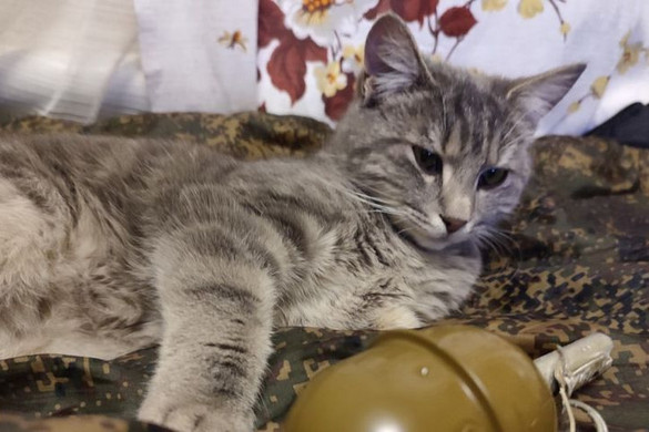 A kézigránáttól sem riad vissza az orosz harci macska + VIDEÓ