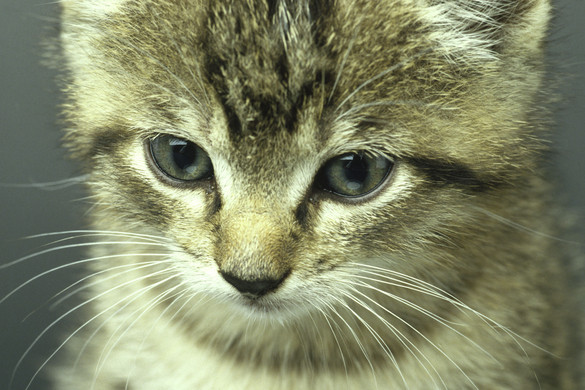 Amit sosem gondolt volna a macskákról – a tudósokat is meglepte az eredmény