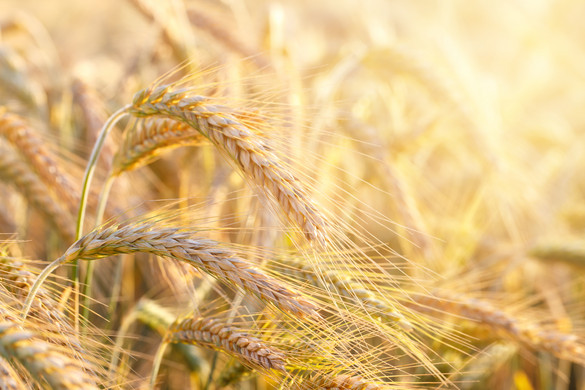 Ukrajna EU-tagsága kivégezné az Unió agrárpolitikáját a német gazdák szerint