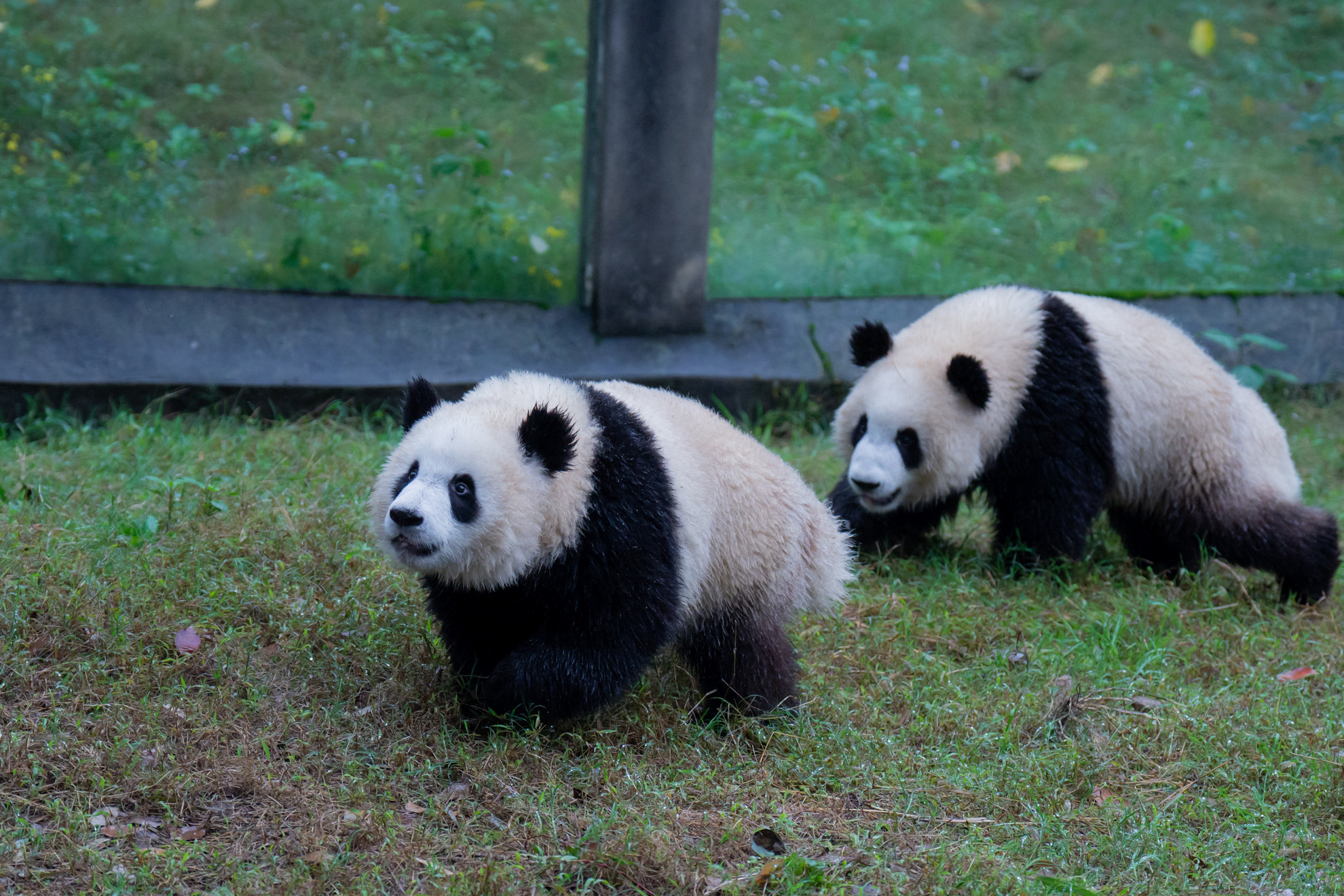 Hazaindult Kínába hétfőn Edinburghból az a két óriáspanda, amelyet a skót főváros állatkertje kapott kölcsön Pekingtől