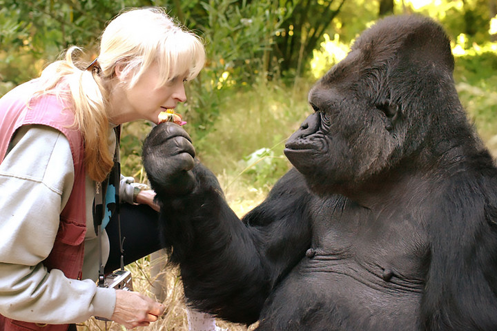 Állatkerti gondozót támadt meg egy gorilla + VIDEÓ