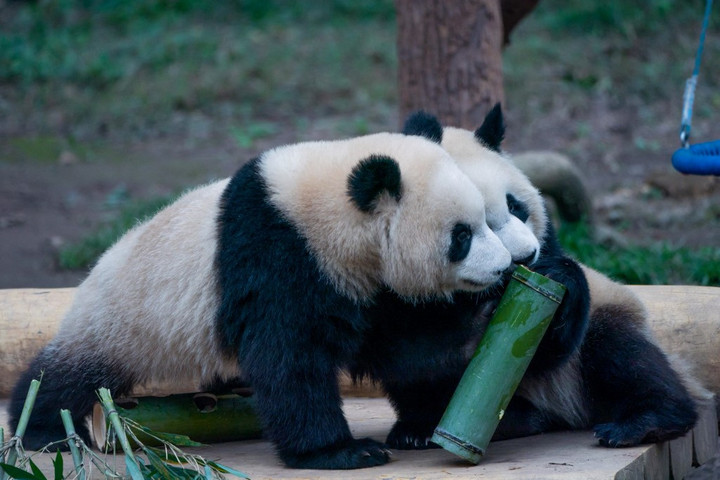 Fotó: AFP/Imaginechina/Stringer A panda nem magányos állat