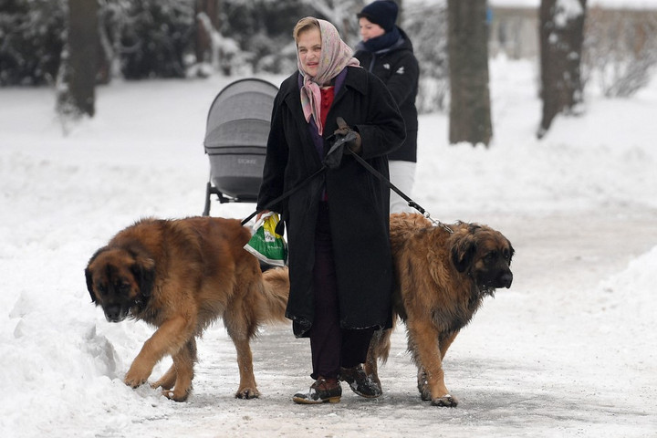 Fotó: AFP/APA-PictureDesk/Helmut Fohringer Kutyafelügyelők járják januártól Bécset