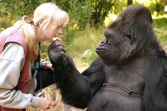 Állatkerti gondozót támadt meg egy gorilla + VIDEÓ