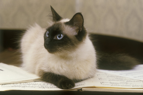 Kilakoltattak egy macskát egy moszkvai könyvtárból