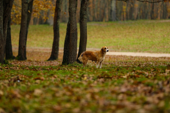Agrárminisztérium: Megkezdődött az erdőterületek Natura 2000 támogatásának kifizetése
