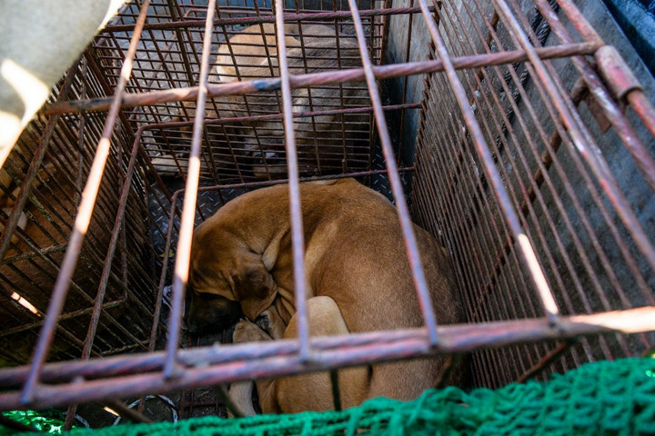 A dél-koreai parlament elfogadta a kutyaevés betiltásáról szóló törvényt