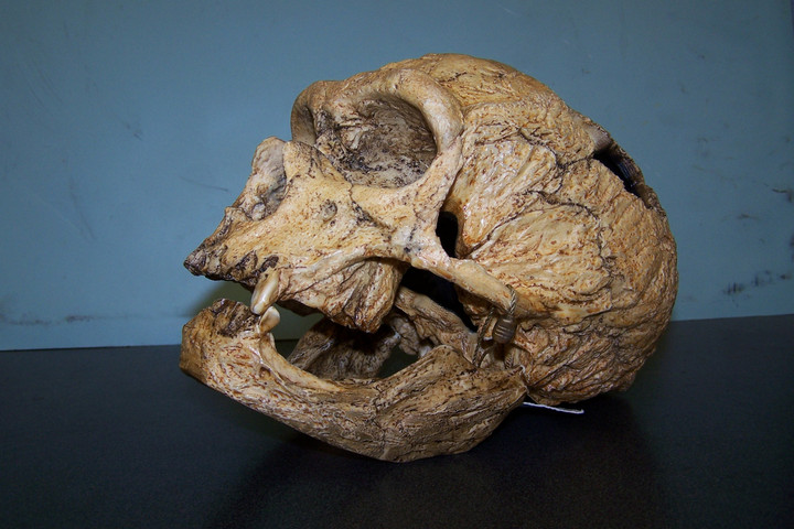 Fotó: NorthFoto Versengés miatt halhatott ki a neandervölgyi ember