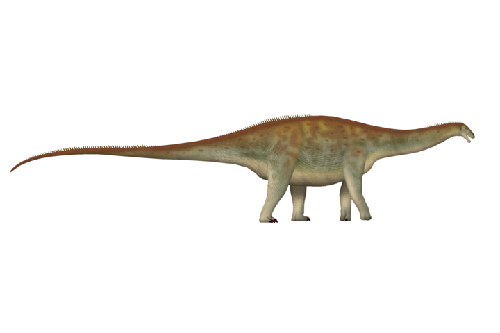 Fotó: Wikipédia Új dinoszauruszfajt fedeztek fel Patagóniában