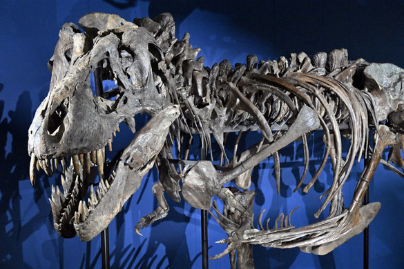 Több dolgot is rosszul tudtunk a Tyrannosaurus rexről
