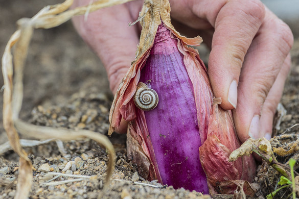 Kertészeti szakértő tippje: így szabadulhat meg a csigáktól örökre