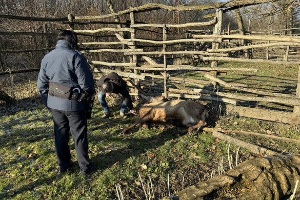 Mégsem lőtték le a sztárszarvast