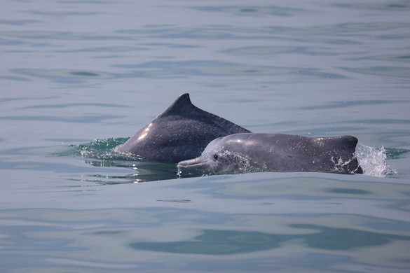 Szevasztopol legjobb barátja: a delfin