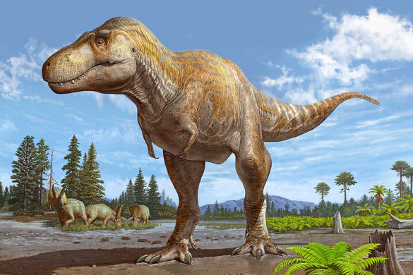 Új Tyrannosaurus-fajt találtak