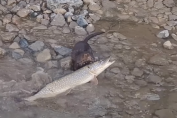 Ilyen a vidra fogta csuka + VIDEÓ