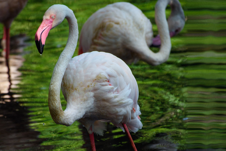 Meghalt a berlini állatkert legidősebbnek tartott lakója, Ingo, a flamingó