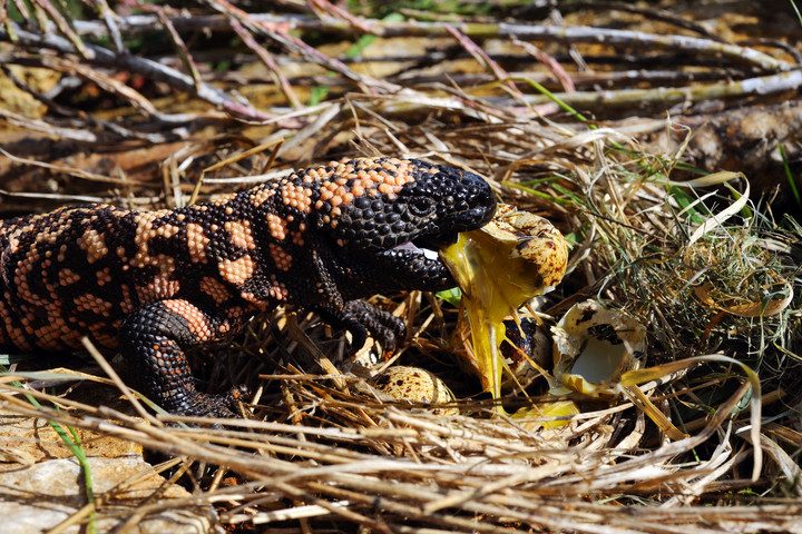 Fotó: Biosphoto via AFP/Daniel Heuclin Házi kedvenc ölt meg egy fiatalembert