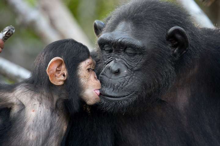 Fotó: AFP/Biosphoto/Andrey Gudkov Honnan ered a csók?