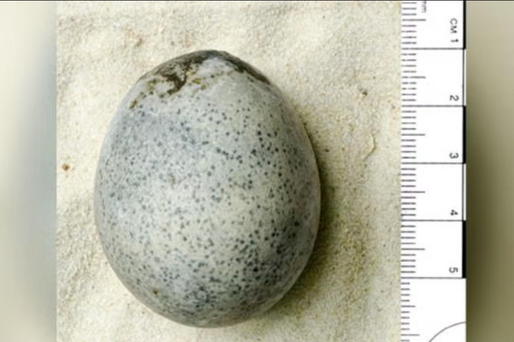 Fotó: Oxford Archaeology Megdöbbentő dolgot fedeztek fel az 1700 éves tojás belsejében