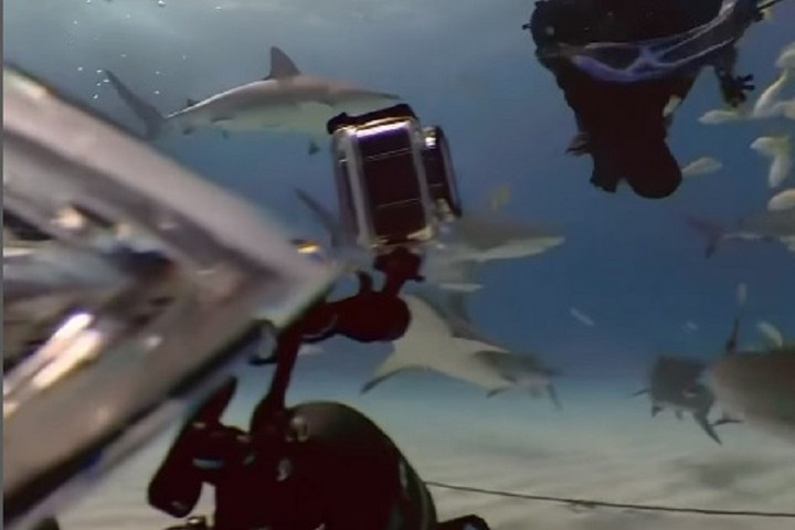 Fotó: instagram.com/discoversharks Ön le merne merülni a tigriscápák közé? + VIDEÓ
