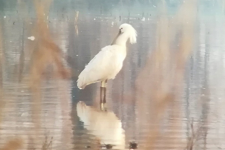Fotó: Kiskunsági Nemzeti Park/Bede Ádám Herman hazatért!