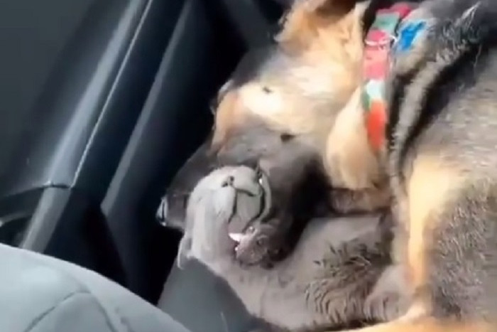 Így még biztosan nem látott cicát aludni + VIDEÓ