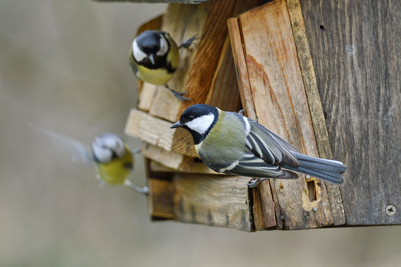 Hogyan lehetnek a kis agyú madarak okosabbak, mint egyes emlősök?