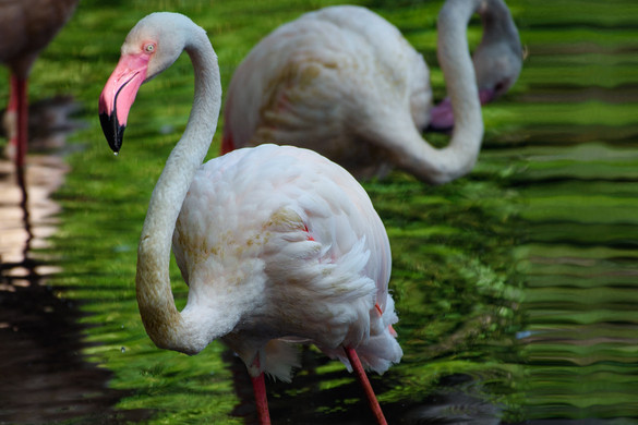Meghalt a berlini állatkert legidősebbnek tartott lakója, Ingo, a flamingó