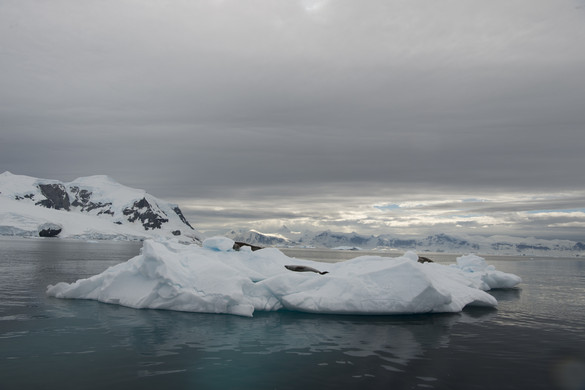 Az „Arctic” és „Antarktisz” görög jelentése meglepően mulatságos