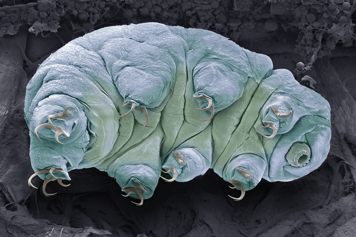 Fotó: Science Photo Library via AFP/SGS/Steve Gschmeissner Véletlenül megfertőzhettük a Holdat