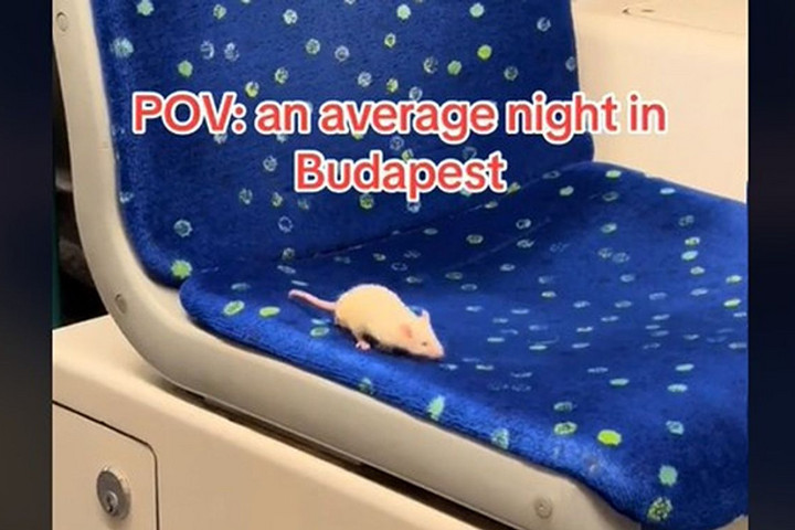 Vajon, hogy került oda? + VIDEÓ