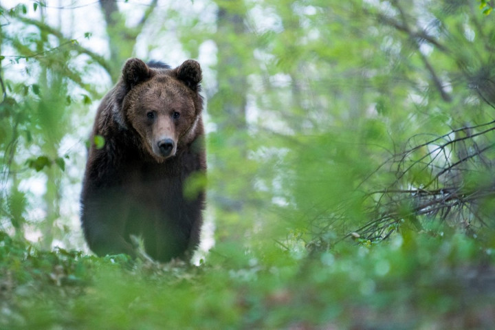 Fotó: AFP/Biosphoto/Ervin Horesnyik Újabb medvetámadás történt