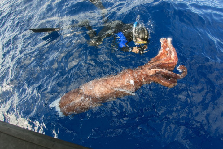 Fotó: AFP/Biosphoto/Sergio Hanquet Az óriás ragadozók küzdelme a mélyben: fehér cápa vs. Humboldt tintahal