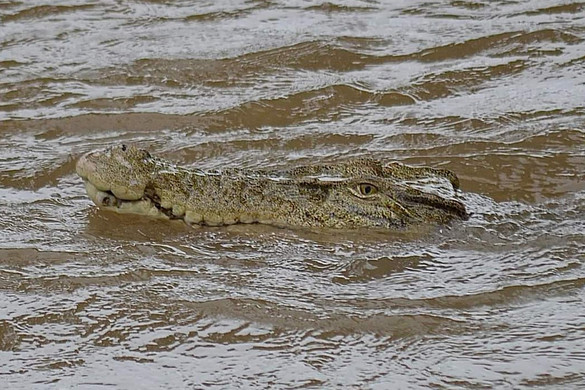 Két sósvízi krokodil tartotta rettegésben a queenslandieket