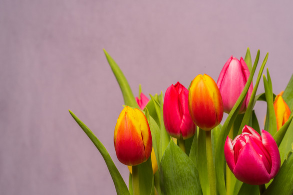 Ezzel a trükkel kétszer annyi ideig maradnak meg a tulipánok