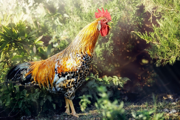 Fotó: NorthFoto Miért kukorékolnak a kakasok?