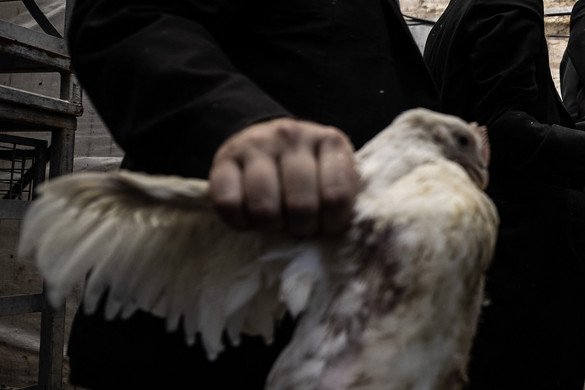 Rituálisan áldozott fel egy tyúkot a mexikói szenátor