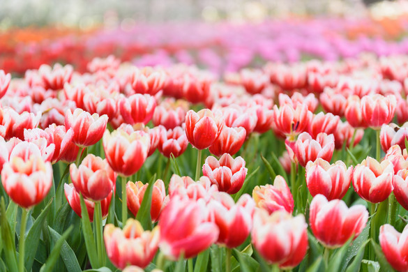 A tulipán nem csak szép, de az egészségre is előnyös