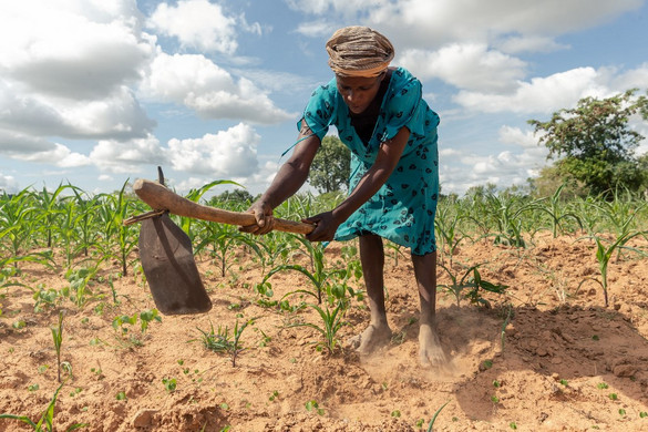 Súlyos gabonahiány fenyegeti Afrika déli részét