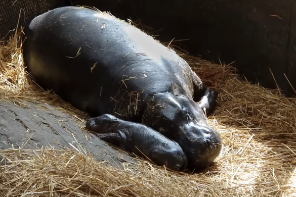 Törpe víziló született a Szegedi Vadasparkban + VIDEÓ