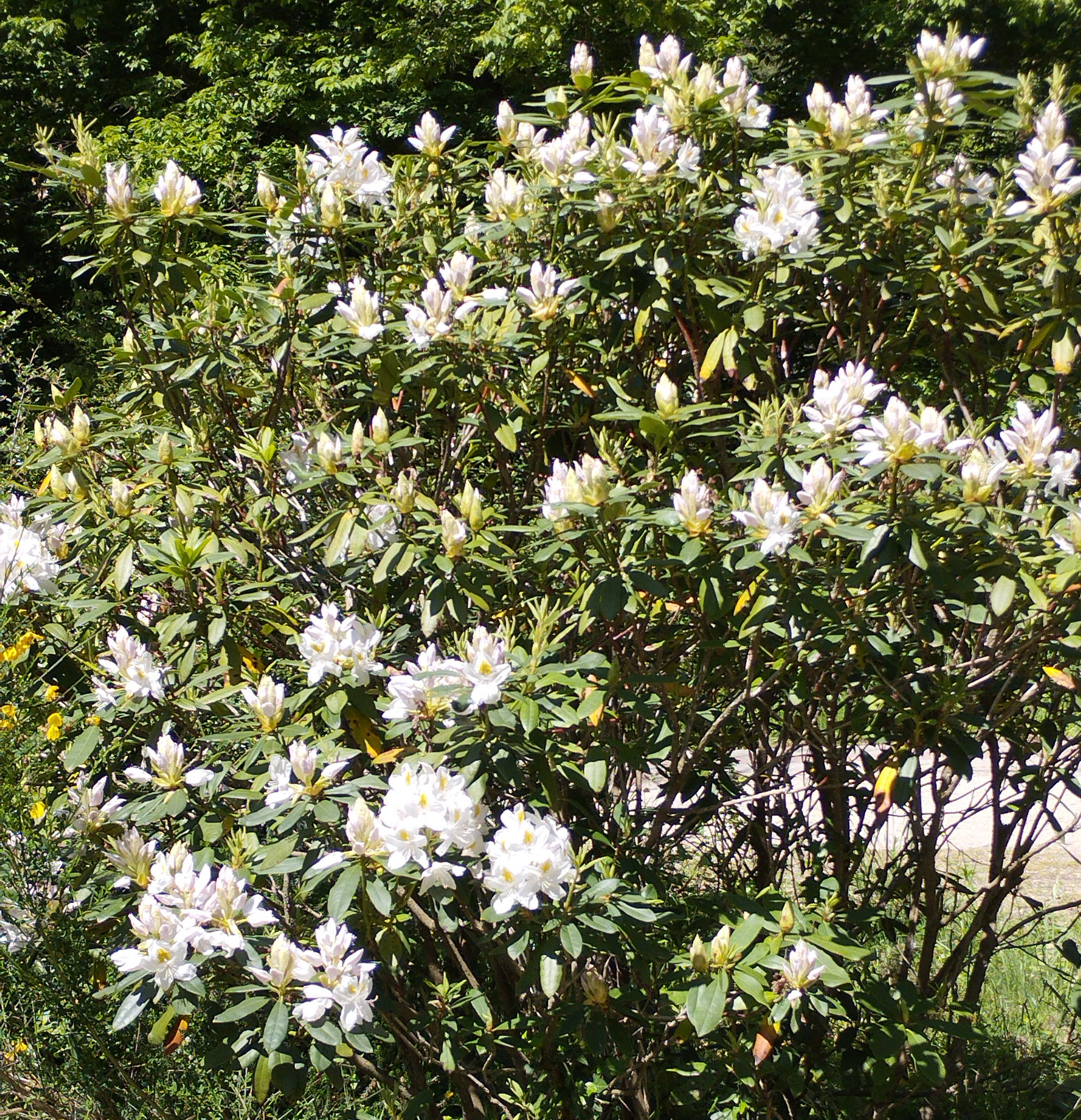 Fehérvirágú rododendron bokor