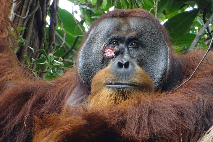 Fotó: AFP/SUAQ Foundation Elképesztő dolgot tett egy orangután