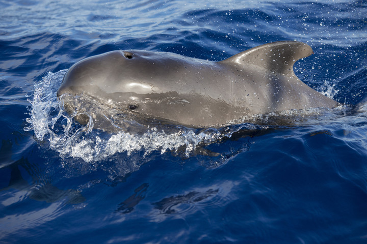 Fotó: Biosphoto via AFP/Sergio Hanquet Az első rövidszárnyú gömbölyűfejű-delfint mentették meg Kínában