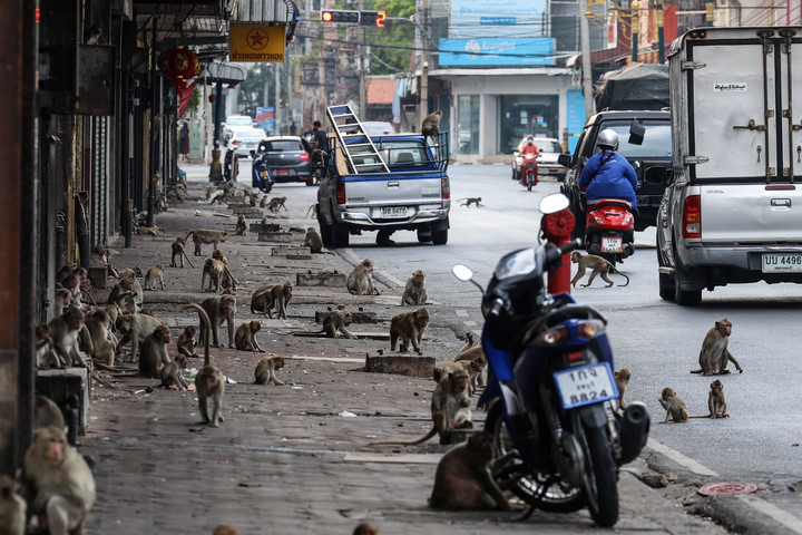 Ritkítják a thaiföldi „majomváros” vad majom populációját
