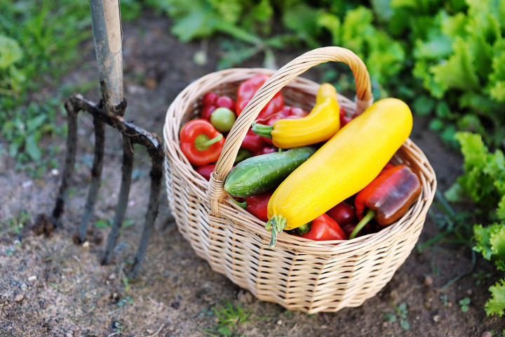 Fotó: NorthFoto Mennyi vitamin van a zöldségekben?