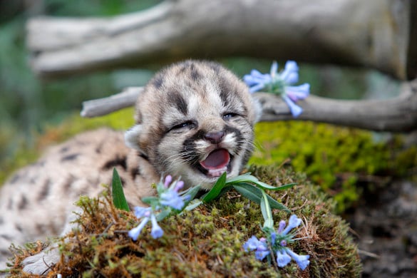 Puma hármasikrek születtek a Nyíregyházi Állatparkban