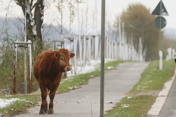 Talán útlevélvizsgálatra várt a tehén
